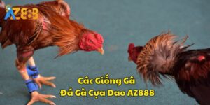 Các dòng gà thường thấy khi cược đá gà cựa dao tại AZ888