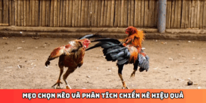Mẹo chọn kèo và phân tích chiến kê hiệu quả
