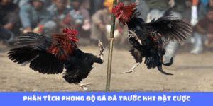 Phân tích phong độ gà đá trước khi đặt cược