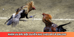 Nhận ưu đãi độc quyền khi chơi đá gà online