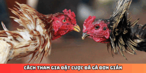 Cách tham gia đặt cược đá gà đơn giản