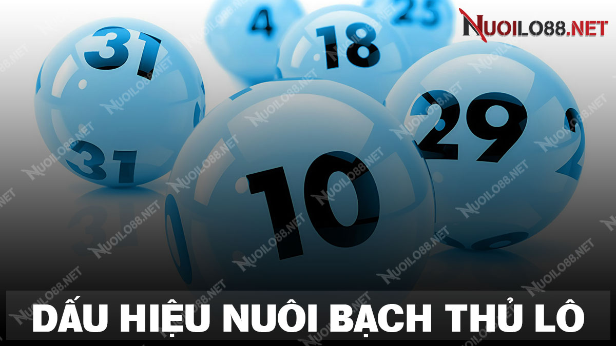 Những dấu hiệu nên bắt đầu nuôi bạch thủ lô khung 2 ngày