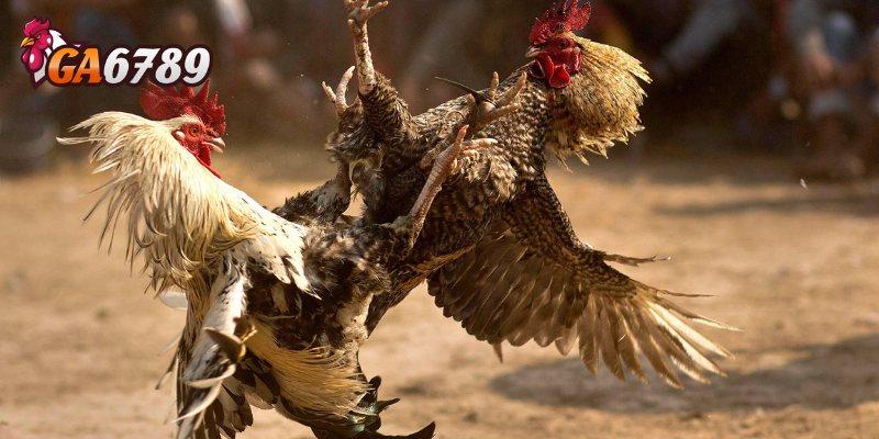 Hé lộ bí mật về tính hợp pháp đá gà GA6789
