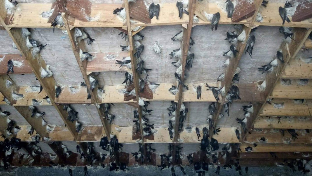 Mơ Thấy Tổ Yến