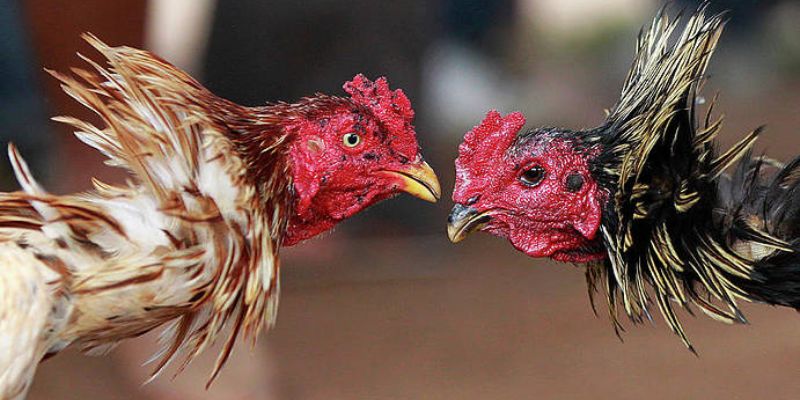 Giới thiệu về các thể loại đá gà phổ biến tại DAGA88