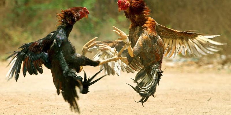 Mẹo chơi đá gà DAGA88 giúp cược thủ nâng cao tỷ lệ thắng