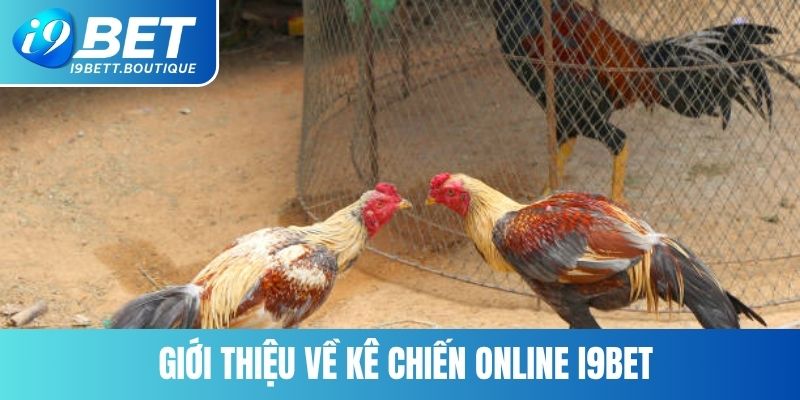 Giới thiệu về kê chiến online I9BET