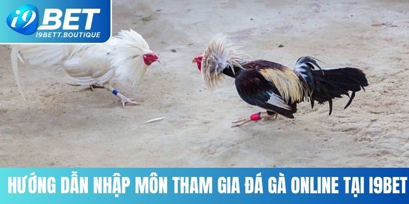 Hướng dẫn nhập môn tham gia đá gà online tại I9BET