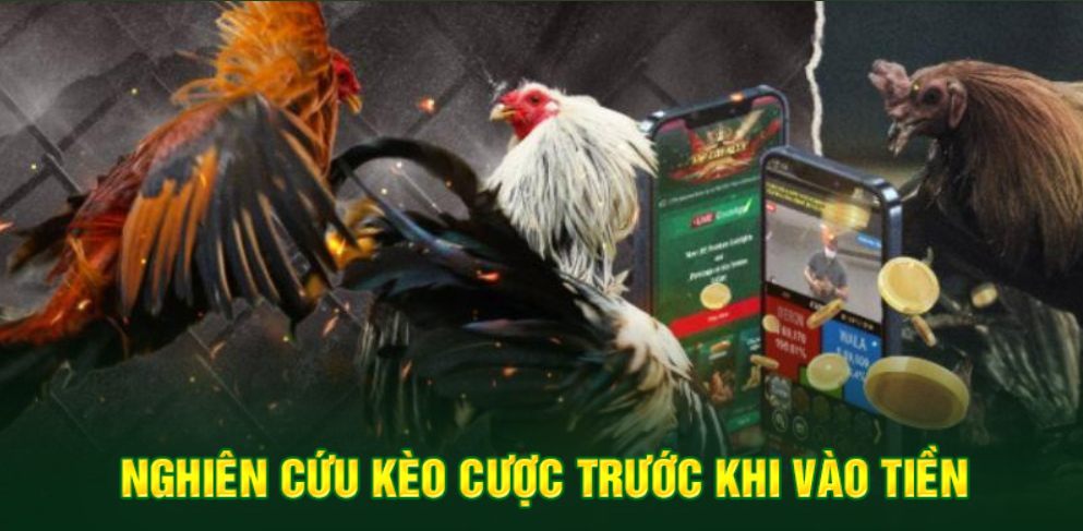 Đá gà 69vn ưu đãi thành viên lịch thưởng minh bạch dễ nhận