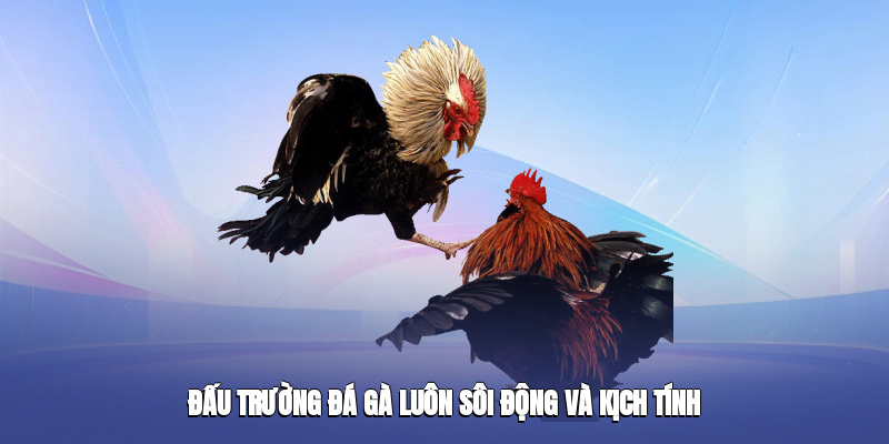 Đấu trường đá gà luôn sôi động và kịch tính