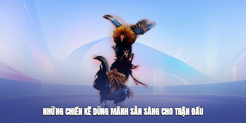 Những chiến kê dũng mãnh sẵn sàng cho trận đấu
