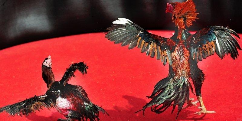 Bí kíp đọc vị chiến kê, thắng lớn cùng đá gà kkwin