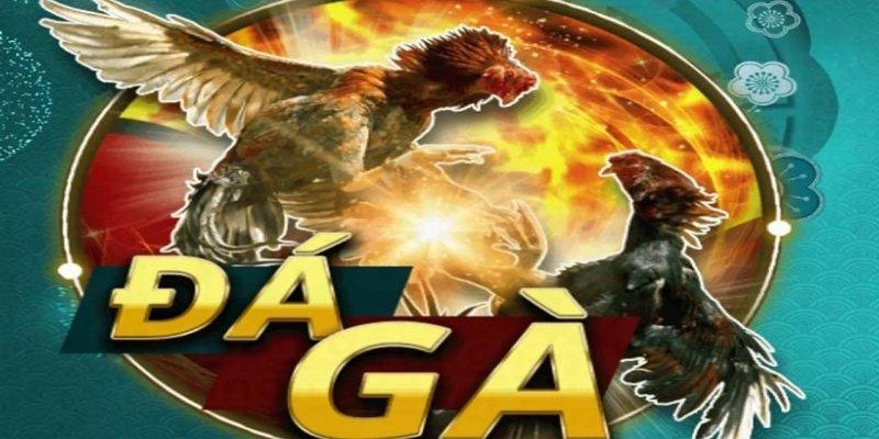 Làm giàu không khó từ các kèo cược đá gà kkwin