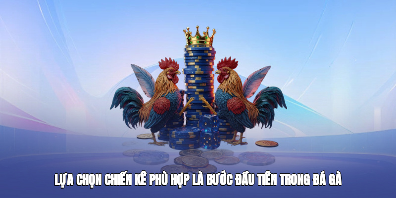 Lựa chọn chiến kê phù hợp là bước đầu tiên trong đá gà