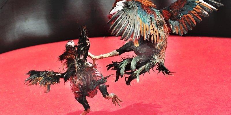Đá gà kkwin – Bừng cháy đam mê với bộ môn truyền thống thời hiện đại