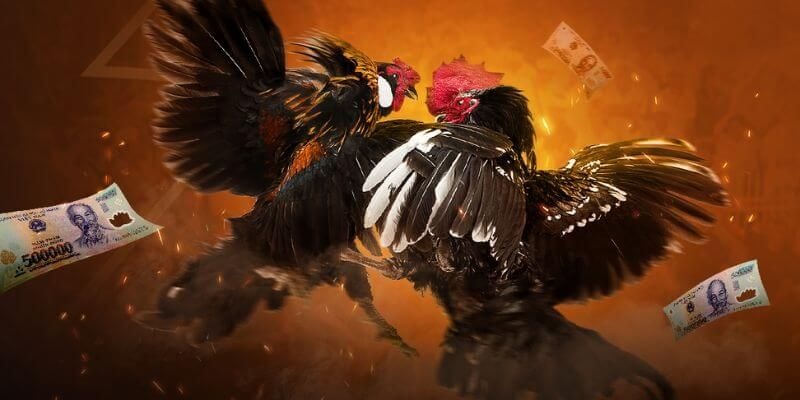 Đá gà cựa dao 12Bet – Mãn nhãn từng pha ra đòn sắc bén của chiến kê siêu cấp