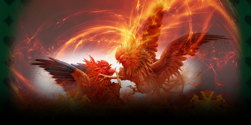 Đá gà đòn đang cho thấy sức hút tuyệt vời ở hiện tại