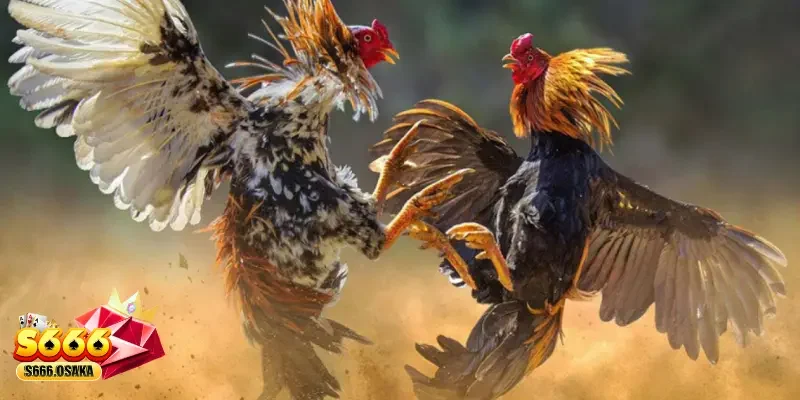 Đá gà s666 – tiếng gà gáy mở màn cho nhịp đập cháy bỏng