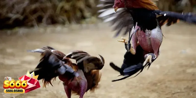 da-ga-s666-tieng-ga-gay-mo-man