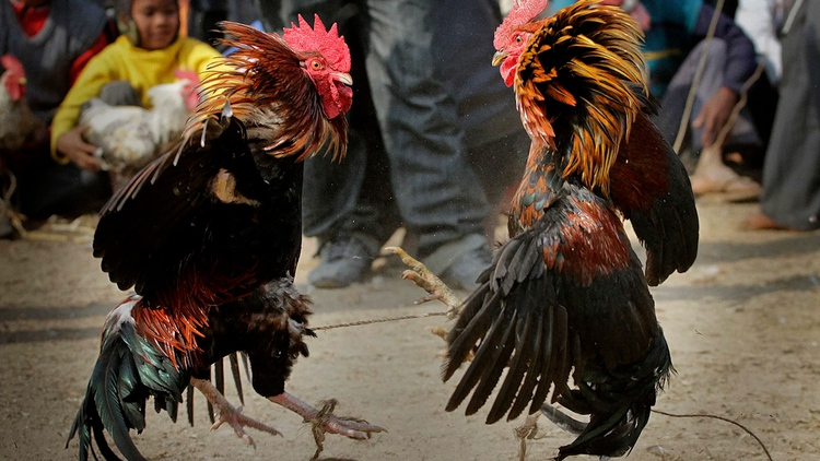 Đá gà Sunwin – không khí sôi động, theo dõi trực quan và dễ làm quen