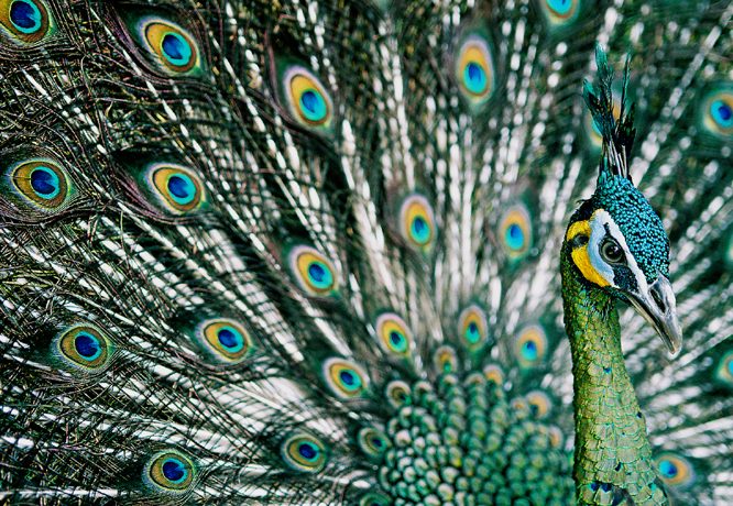 3 Con Vật Nên Nuôi Trong Nhà Tăng Vượng Khí, Đánh Tài Xỉu Bao Hên