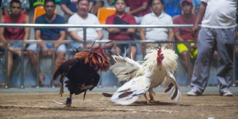 Bí quyết tham gia đá gà trên nền tảng trực tuyến dễ dàng 