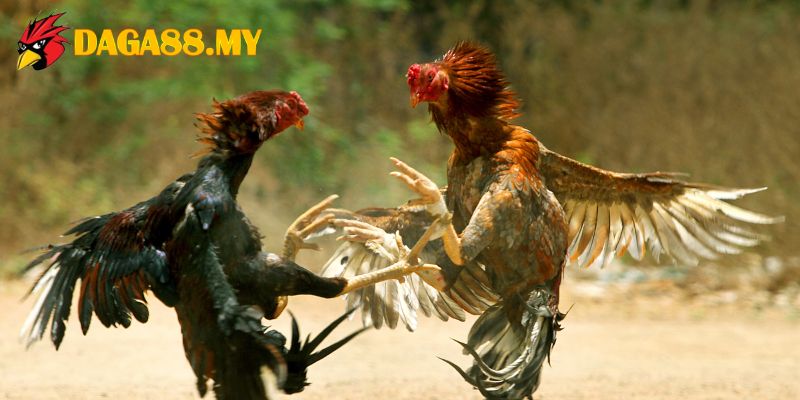 CPC5 được biết đến nhờ quy mô tổ chức chuyên nghiệp