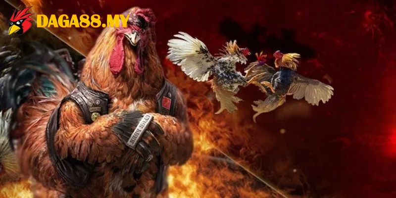 DAGA88 – Nền Tảng Xem Và Cược Đá Gà Trực Tiếp Uy Tín 2026