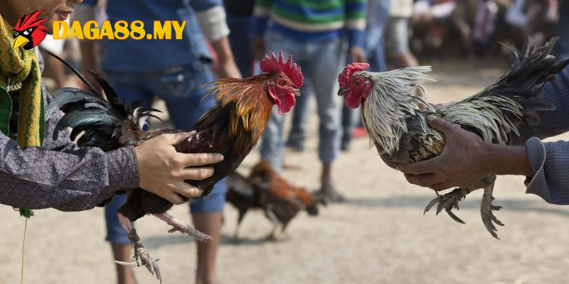 DAGA88 là hệ thống cung cấp đá gà trực tiếp chuyên nghiệp 
