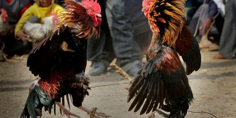 Kinh nghiệm xương máu khi chơi đá gà từ các cao thủ