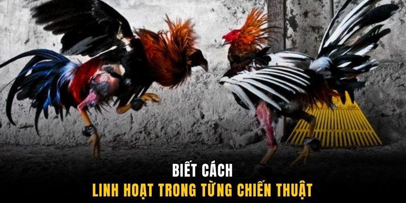 Trang bị mẹo cược đá gà cực chuẩn giúp hội viên thắng lớn