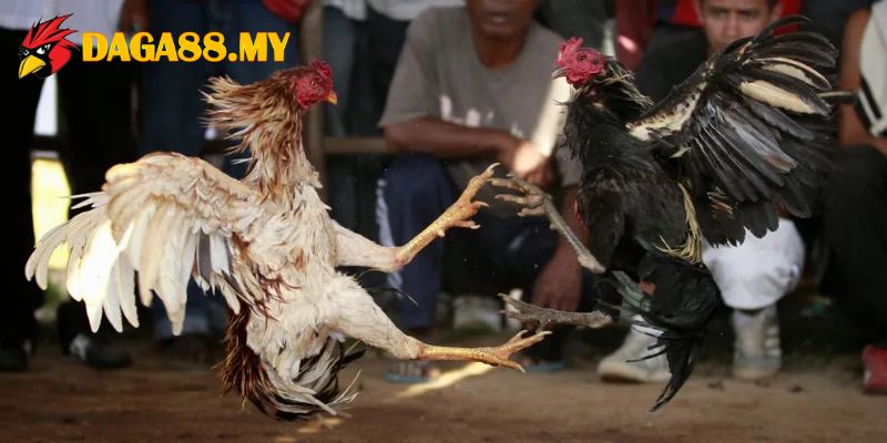 Nền tảng liên kết với nhiều trường gà lớn tại Thomo Campuchia