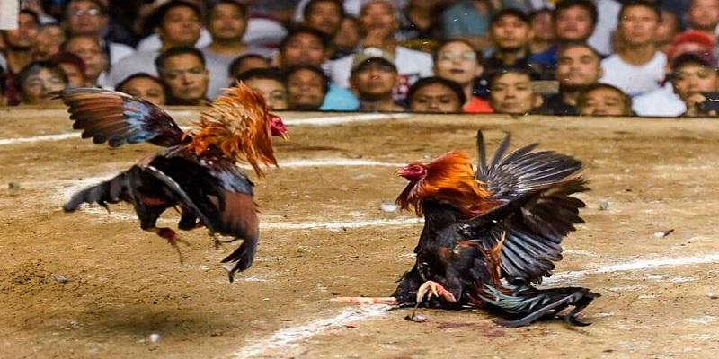 Nhà Cái vu88 – Sân Chơi Giải Trí Chất Lượng Cao, Hấp Dẫn