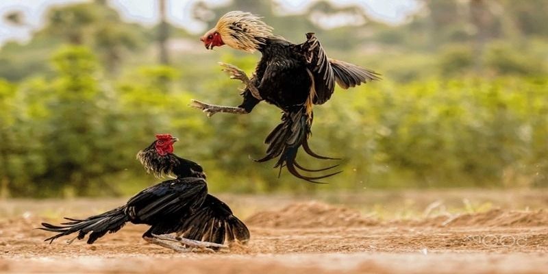 Những tựa game đá gà hấp dẫn thu hút người chơi tham gia 