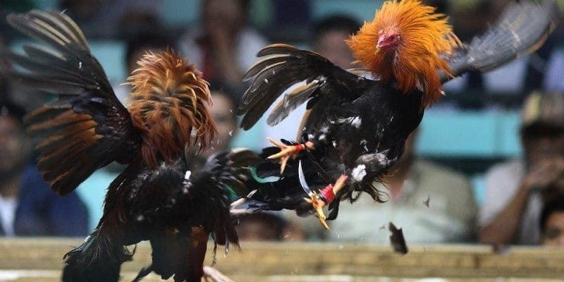 Phân tích ưu nhược điểm chiến kê để lựa chọn kèo cược thông minh
