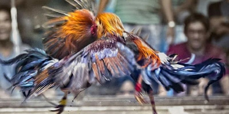 Sát thương đỉnh cao và nhịp độ thần tốc