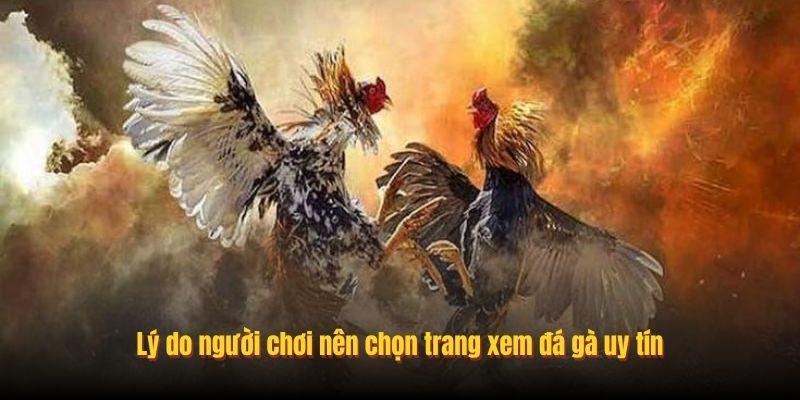 Các tính năng nổi bật trên trang xem đá gà uy tín