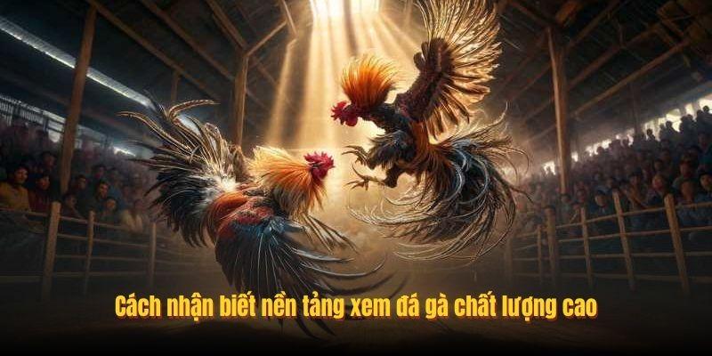 Cách nhận biết nền tảng xem đá gà chất lượng cao