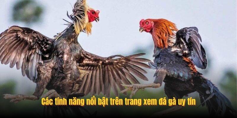 Trang Xem Đá Gà Uy Tín Gaking88: Trải Nghiệm Chất Lượng Cao