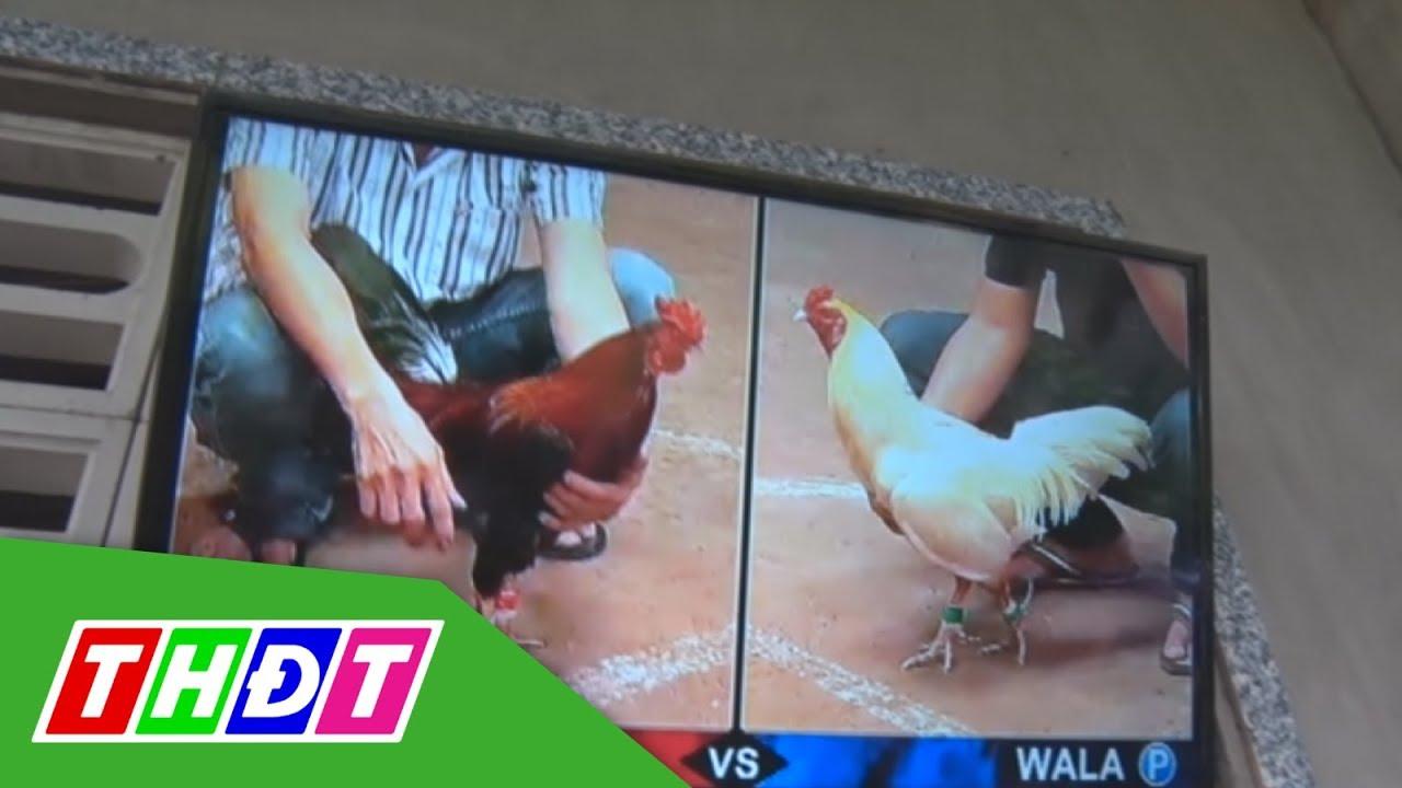 Đá Gà Malay rikvip Có Gì Đáng Chú Ý Khi Trải Nghiệm? - 2
