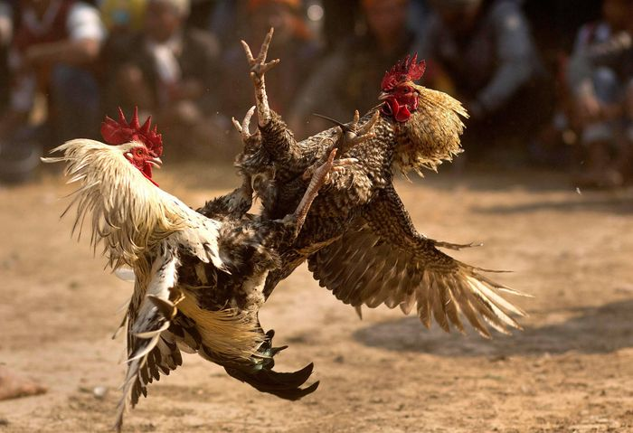 Đá Gà Tốc Độ từ game bài đổi thưởng Có Gì Hấp Dẫn Người Xem? - 3