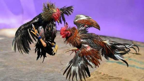 Đá Gà Tốc Độ từ game bài đổi thưởng Có Gì Hấp Dẫn Người Xem?