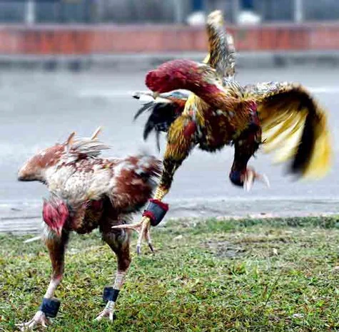Đá Gà Đòn luck8 Có Gì Hấp Dẫn Người Xem? - 2