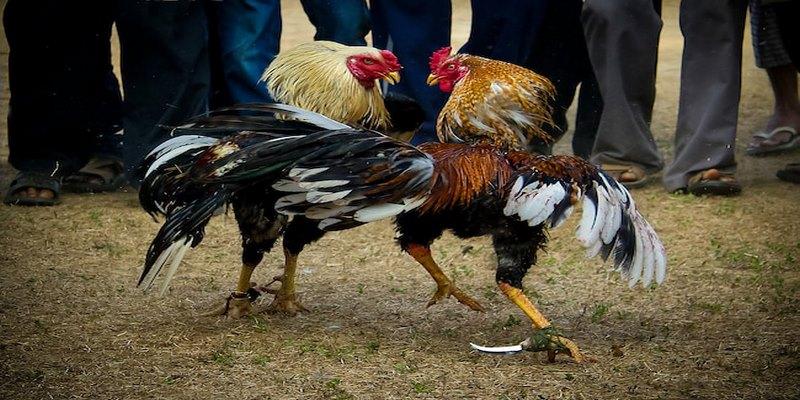 Nhà Cái f168 - Hệ Sinh Thái Cá Cược Đa Dạng Số 1 Châu Á - 2